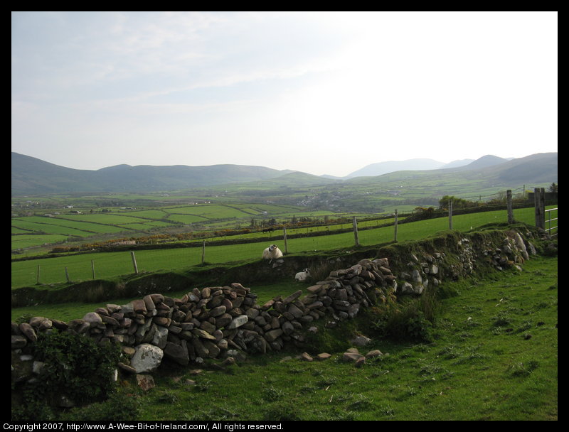 A stone wall, sheep in green pasture, distant mountains and a winding road through the valley with Annascaul Village and mountains in the background.