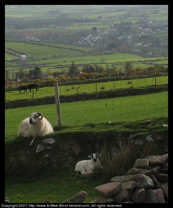 Close up view of sheep and stone wall with Annascaul Village in the distance