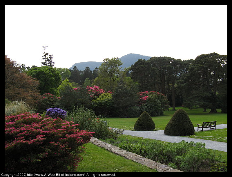 Formal gardens with tulips blooming and trees rhododendrons and azaleas and a mountain in the background.