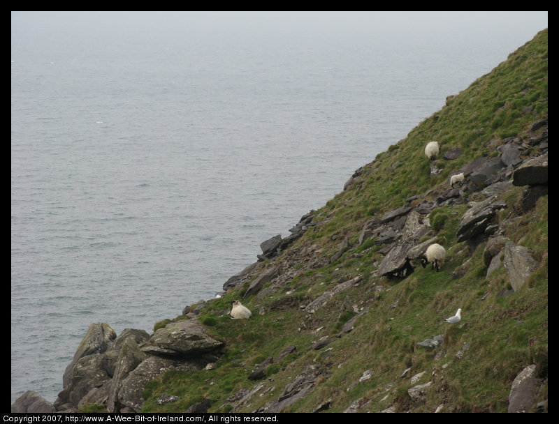 Sheep on the edge of a cliff grazing green grass among large stones.