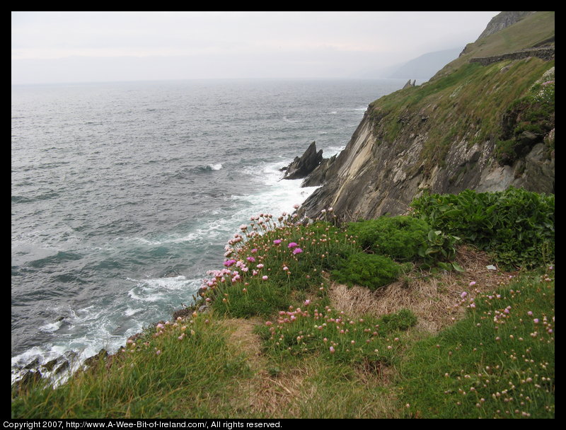 Wild flowers contrast with bare rocks and ocean waves.