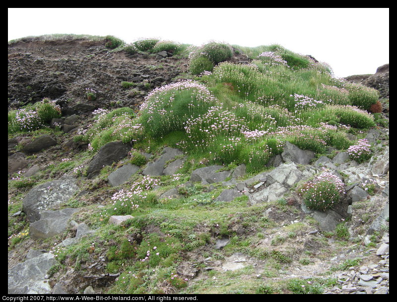 Wild flowers are growing among the rocks next to the ocean.