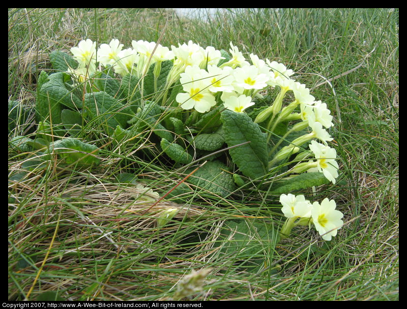 A clump of cream colored primrose are blooming in the grass next to the ocean.
