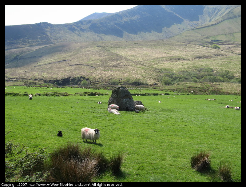 standing stone in a green pasture near with sheep all around it.
 title=