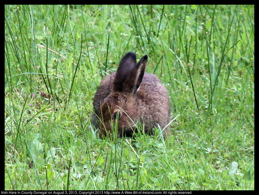 An Irish hare is eating grass with its belly on the ground and its ears alert for danger.