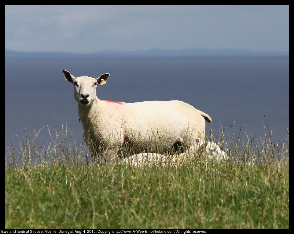 A ewe is standing on a hill overlooking the ocean with mountains or islands in the distance. Her lamb is lying on the grass next to her.