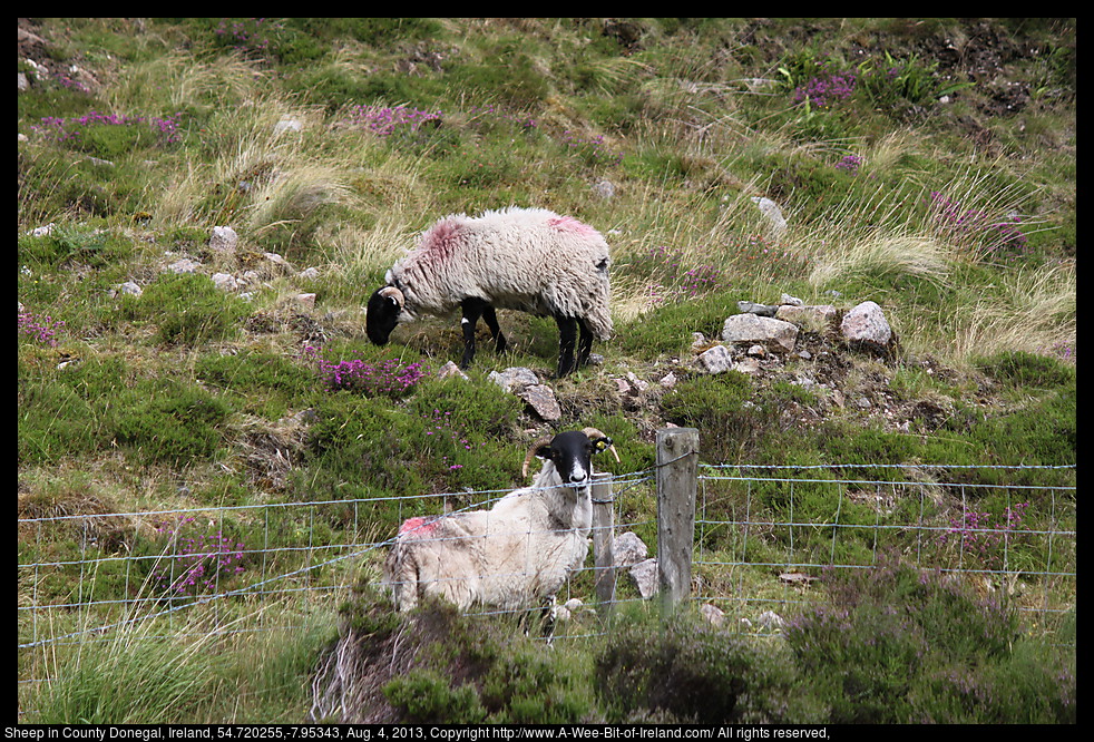 Two Sheep on a rocky hillside with a wire fence in the foreground.