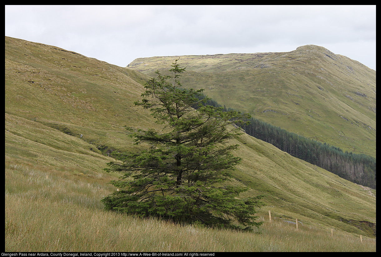 A lone tree on a mountain side covered in grass.
