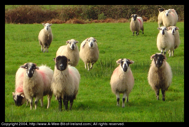 curious sheep