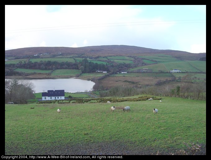 Sheep in County Donegal