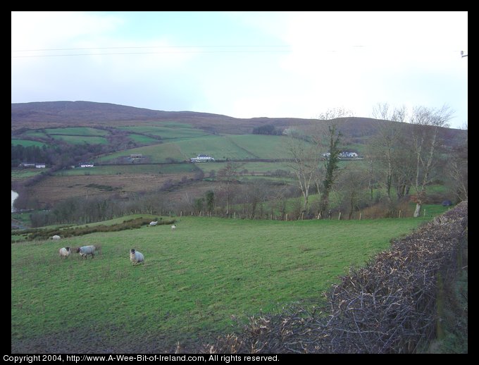 Sheep in County Donegal