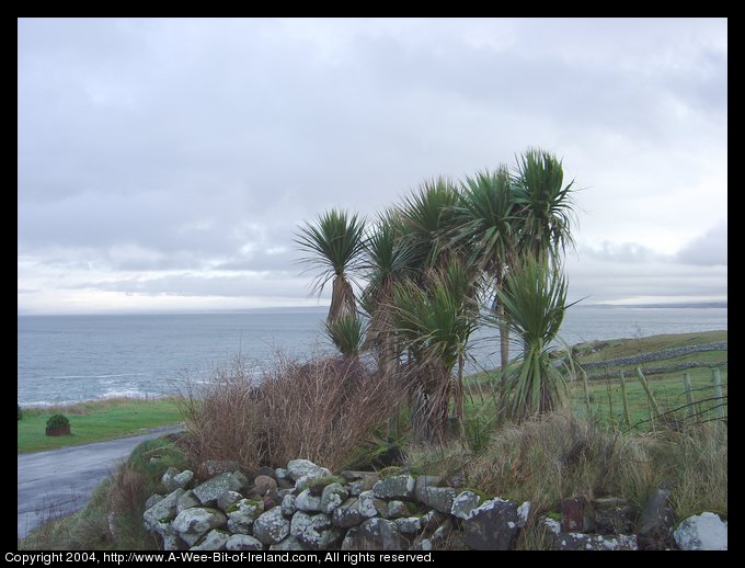 Palm Trees on Mullaghmore Head, Sligo, Ireland. A group of about 9 or 10 palm trees are growing behind a stone wall at a bend of the road next to the Atlantic Ocean. The mountains of County Donegal are barely visible on the horizon.