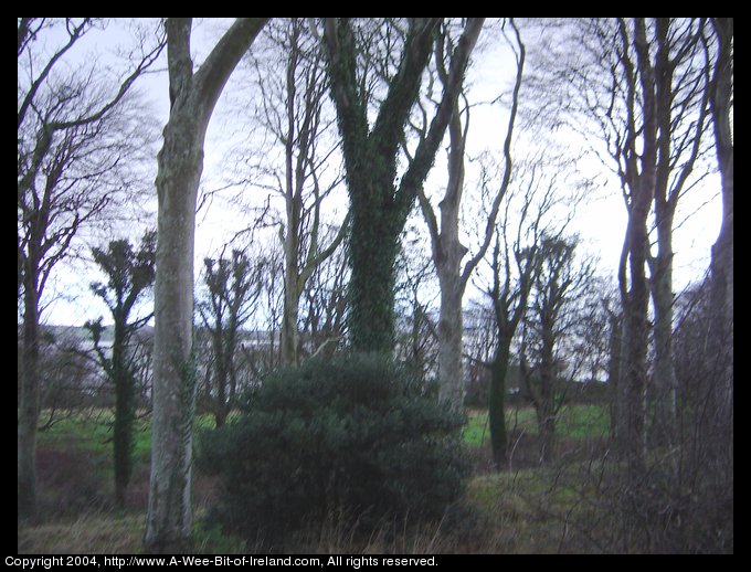 Shannon River Estuary