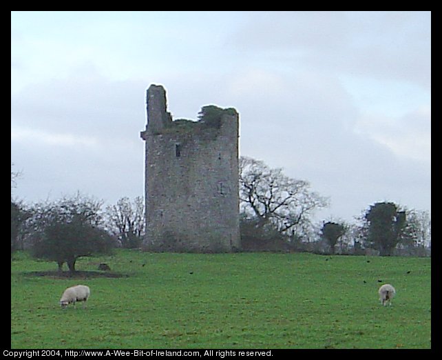 Sheep near a ruined castle