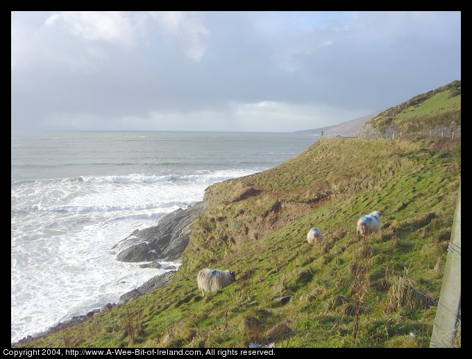 sheep near the sea on the Dingle peninsula