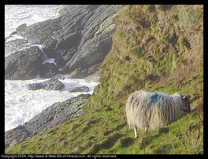 sheep near the sea on the Dingle peninsula