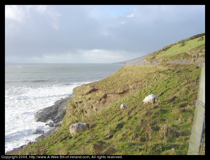 sheep near the sea on the Dingle peninsula