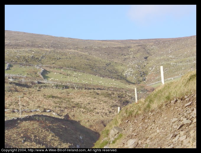 sheep on hill