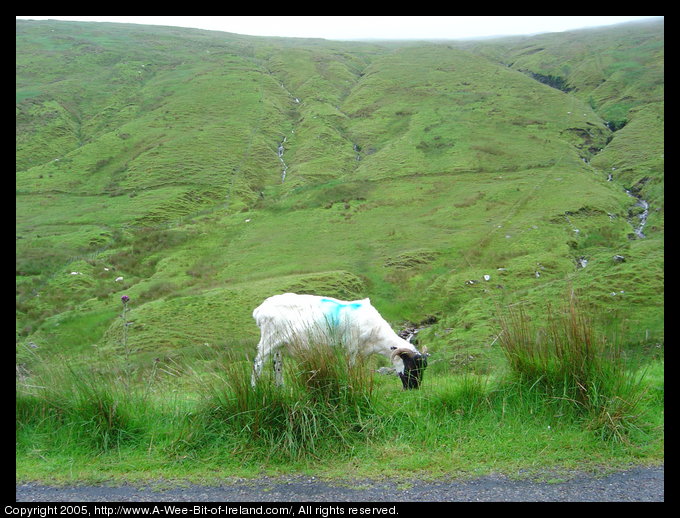 Looking across a very green valley with a swift stream at the bottom. There is a recently shorn sheep standing on the edge of the road. The sheep has been branded with blue paint. Across the valley are more sheep and waterfalls.