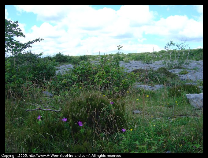 Wild flowers growing among the rocks of the Burren