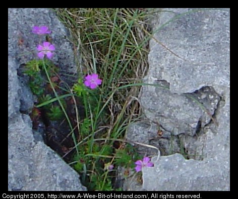 Wild flowers growing among the rocks of the Burren