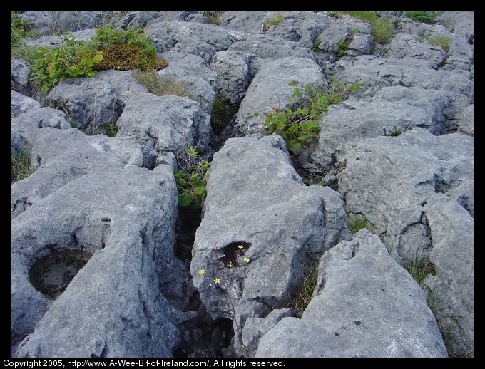 Wild flowers growing among the rocks of the Burren