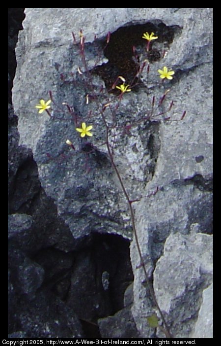 Wild flowers growing among the rocks of the Burren