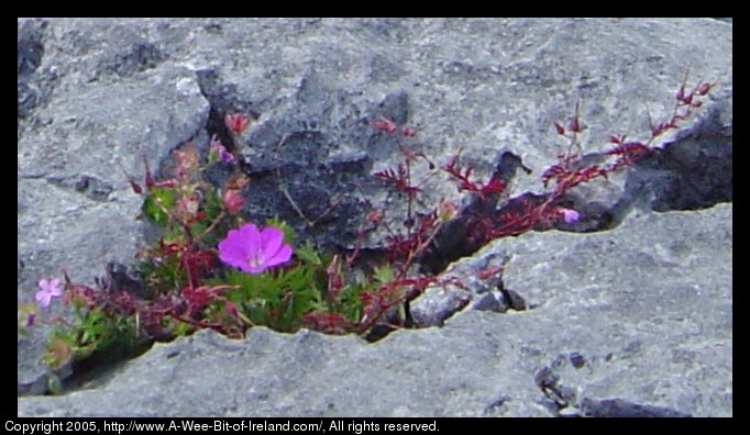 Wild flowers growing among the rocks of the Burren