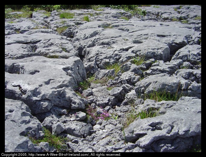 Wild flowers growing among the rocks of the Burren