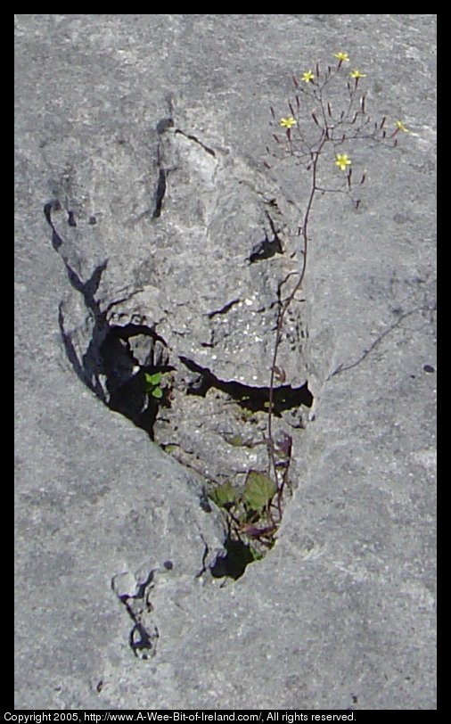 Wild flowers growing among the rocks of the Burren