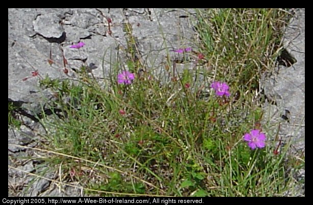 Wild flowers growing among the rocks of the Burren