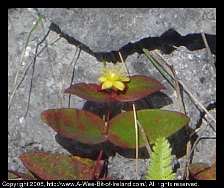 Wild flowers growing among the rocks of the Burren