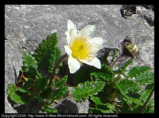 Wild flowers growing among the rocks of the Burren