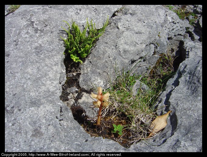 Wild flowers growing among the rocks of the Burren