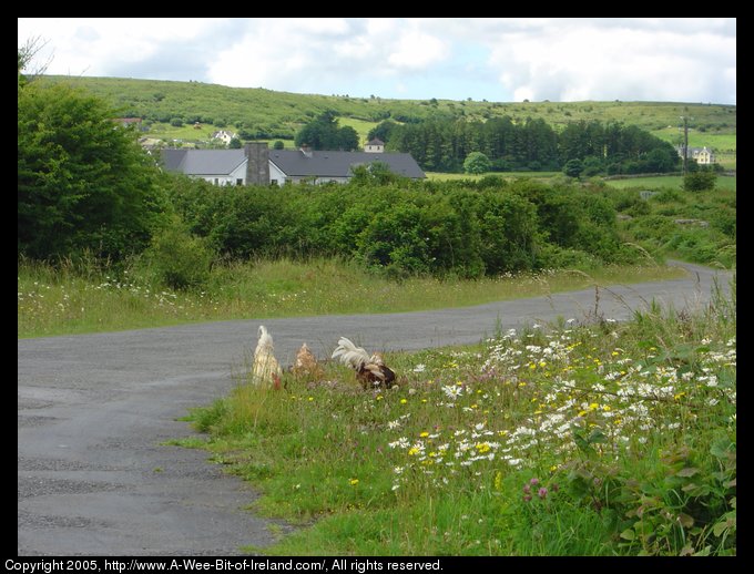 Chickens and Wild flowers near the road in the Burren