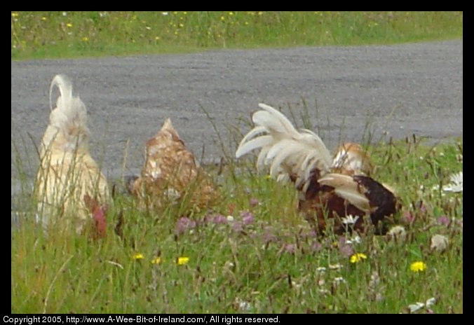 Chickens and Wild flowers near the road in the Burren