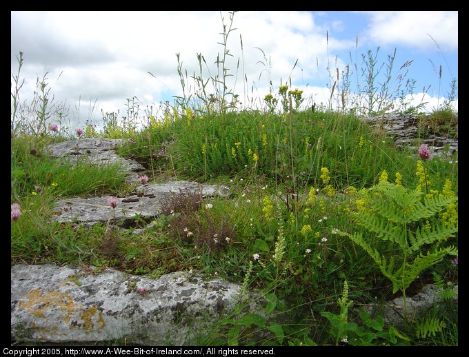 Wild flowers near Poulnabrona Dolmen in the Burren