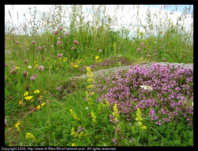 Wild flowers near Poulnabrona Dolmen in the Burren