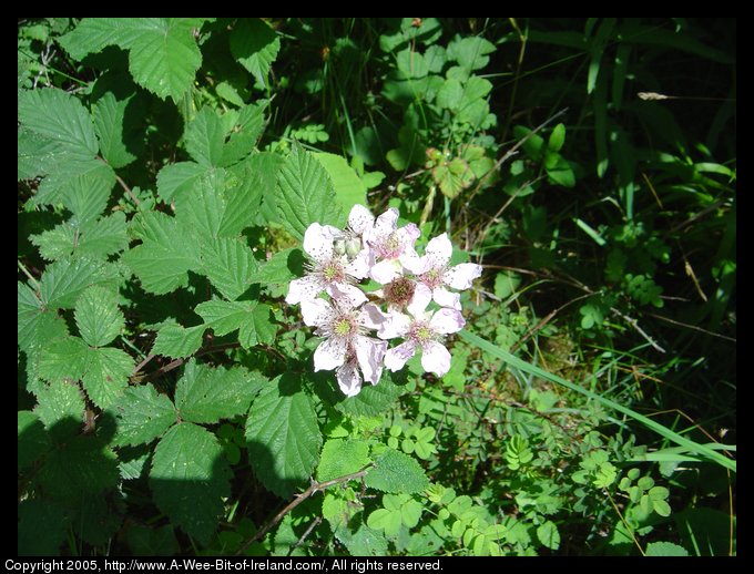 Wild Flowers of the Burren, Clare