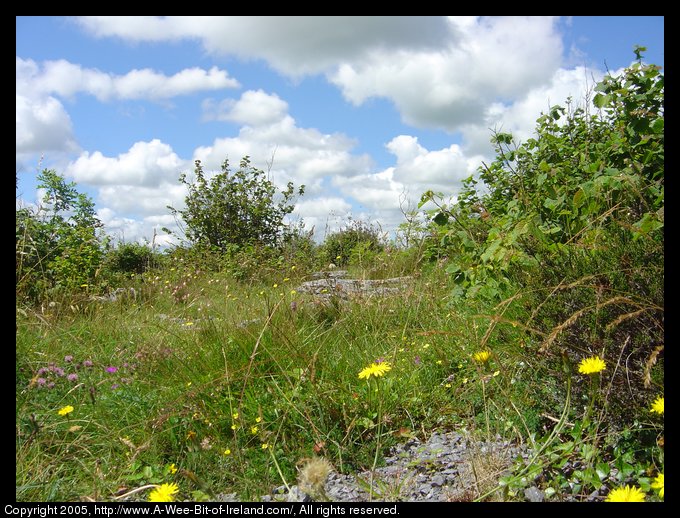 Wild flowers growing among the rocks of the Burren