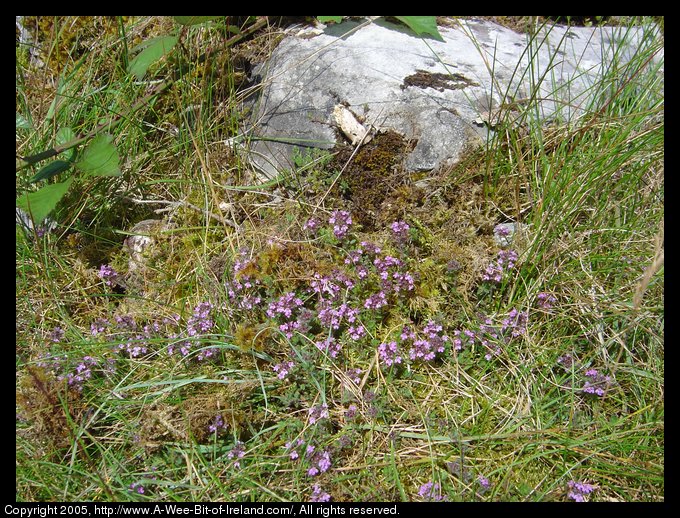 Wild flowers growing among the rocks of the Burren