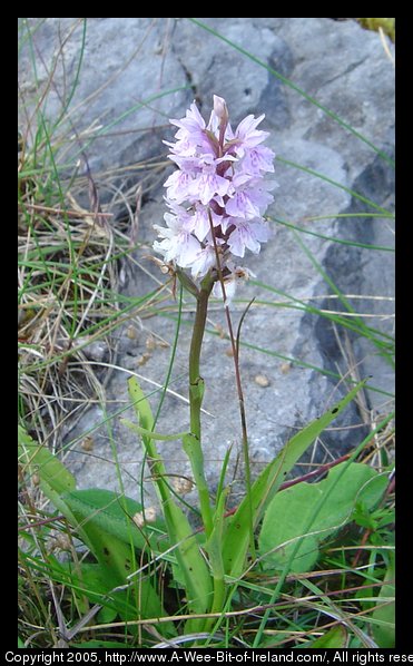 Wild flowers growing among the rocks of the Burren