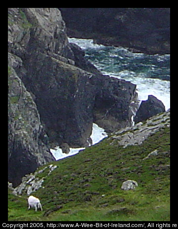 Sheep are grazing near a sea cliff with bluegreen frothy waves among the rocks.