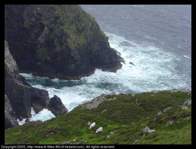 Carrigan Hill. Cliffs with Atlantic Ocean waves crashing against them.