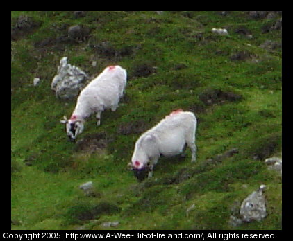 Two Sheep are grazing near a sea cliff. They have been shorn and are branded with red paint.