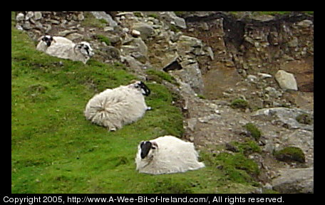 Sheep are grazing near the edge of a sea cliff. Some are looking over the edge. One is a Ewe with a lamb. None of these have been sheared yet.