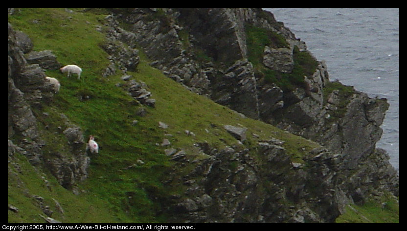 Sheep grazing near sea cliff on Carrigan Hill. Cruachlann.