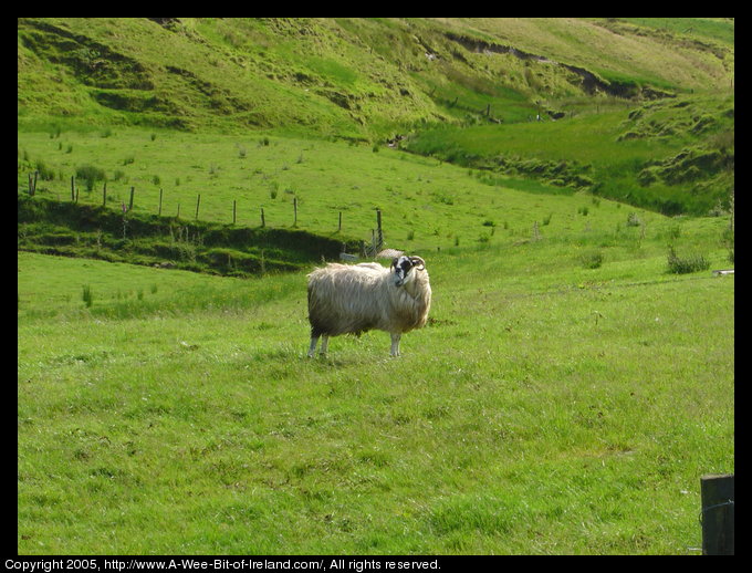 A sheep is standing in the grass on a hillside. There is a stream 
 at the bottom of the hill. Everything is green. The fences here are 
 wooden posts with wire instead of stone.