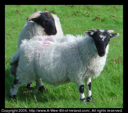 Two lambs are standing in the green grass in County Donegal. There wool
 is very white and they have black faces.