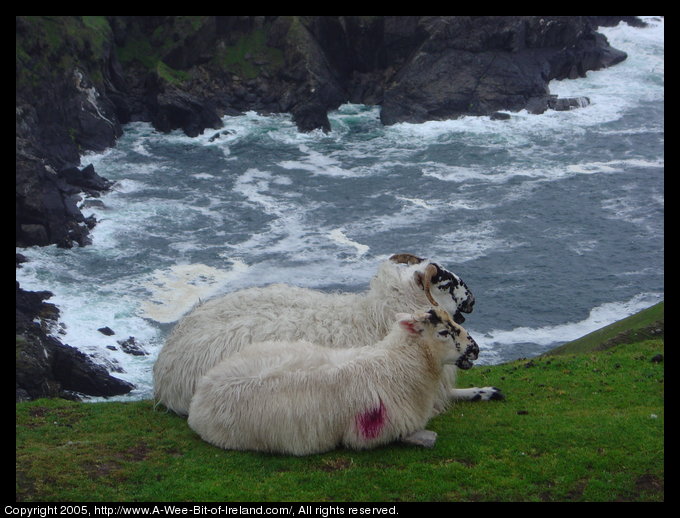 A Ewe and her lamb on Beefan and Garveross Mountain.